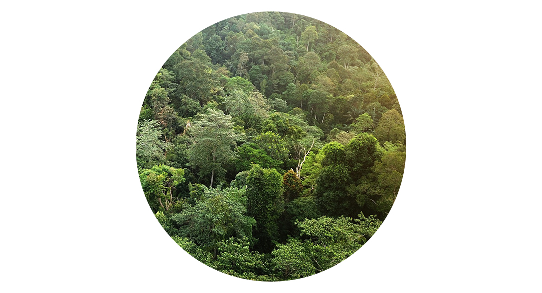 Mayan – det naturliga valet